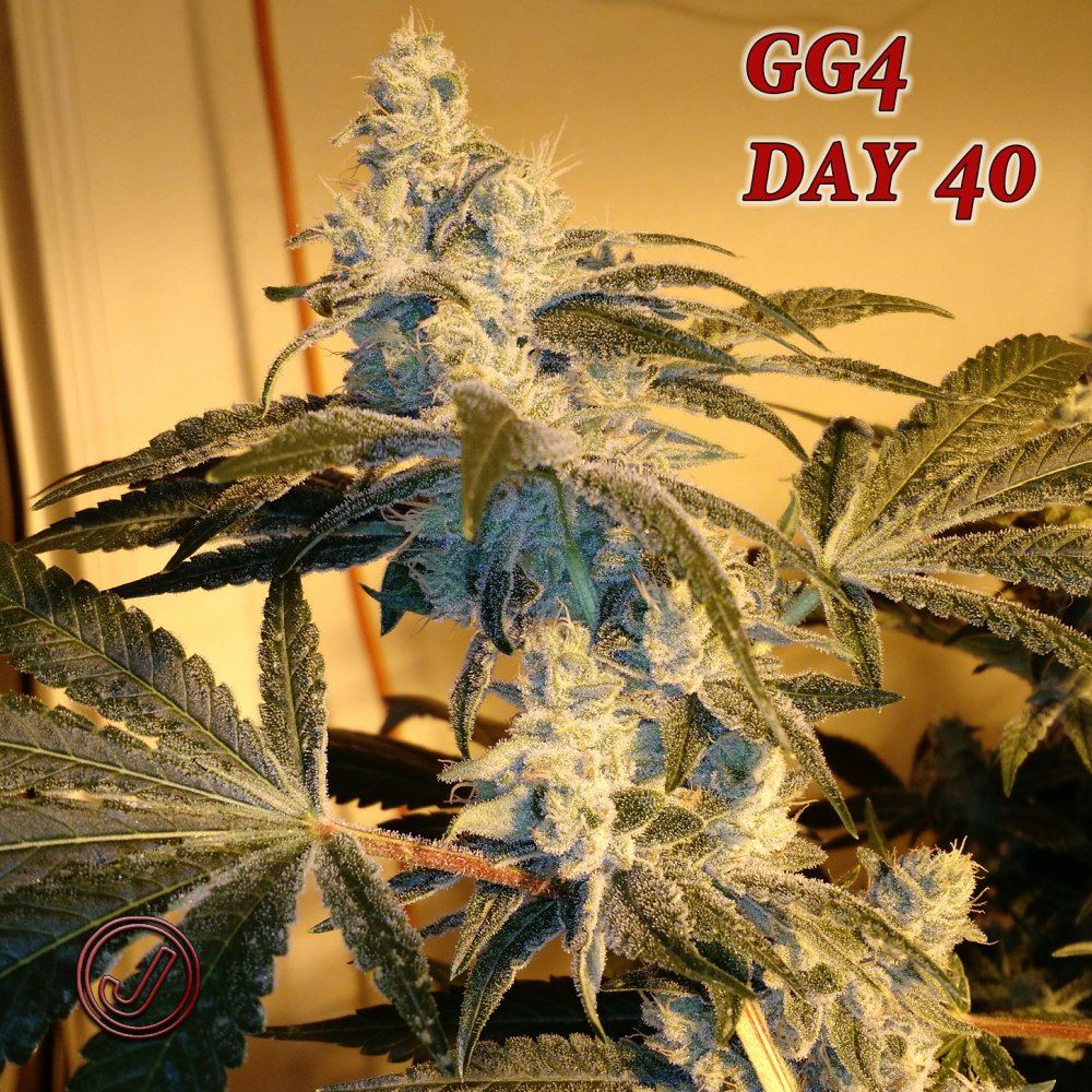 Gg4 40