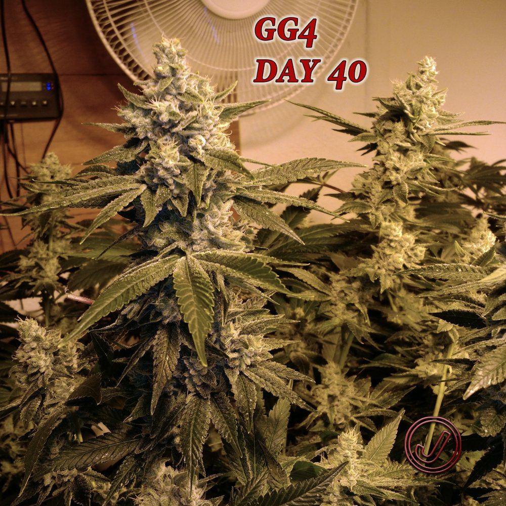 Gg4 40b
