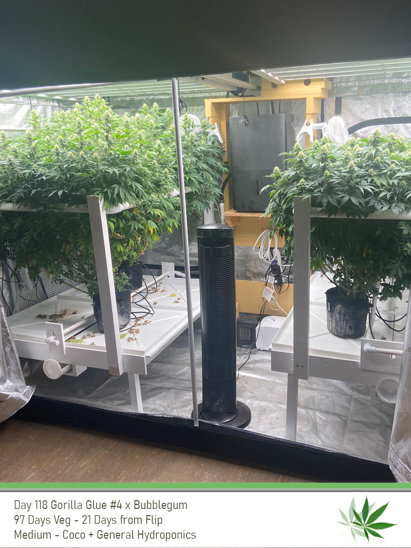 GG4 Day118 fullview