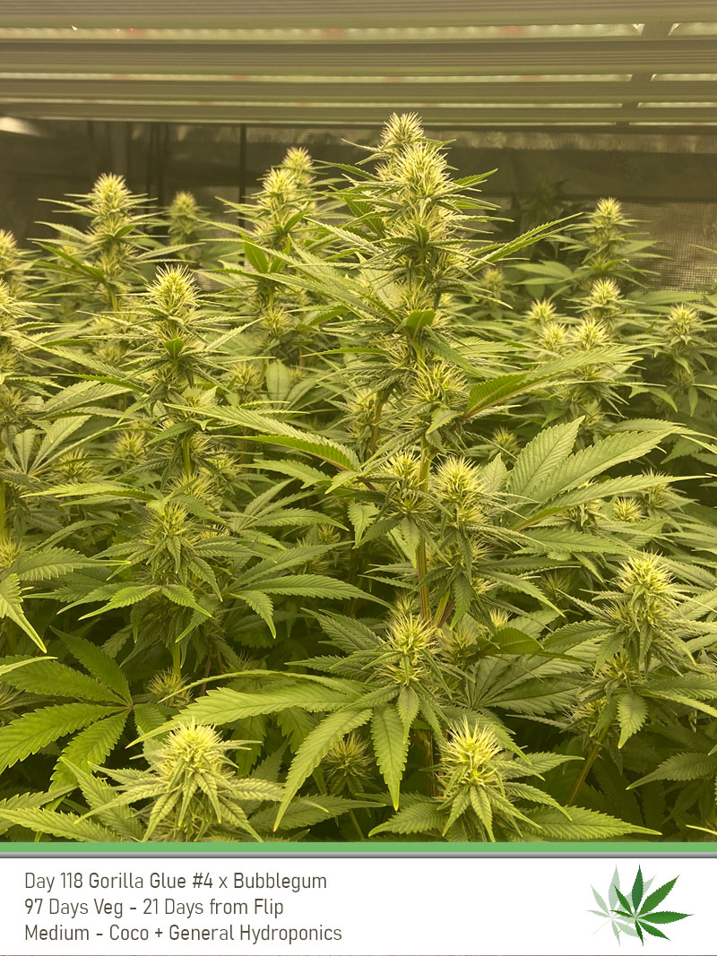 GG4 Day118 tops