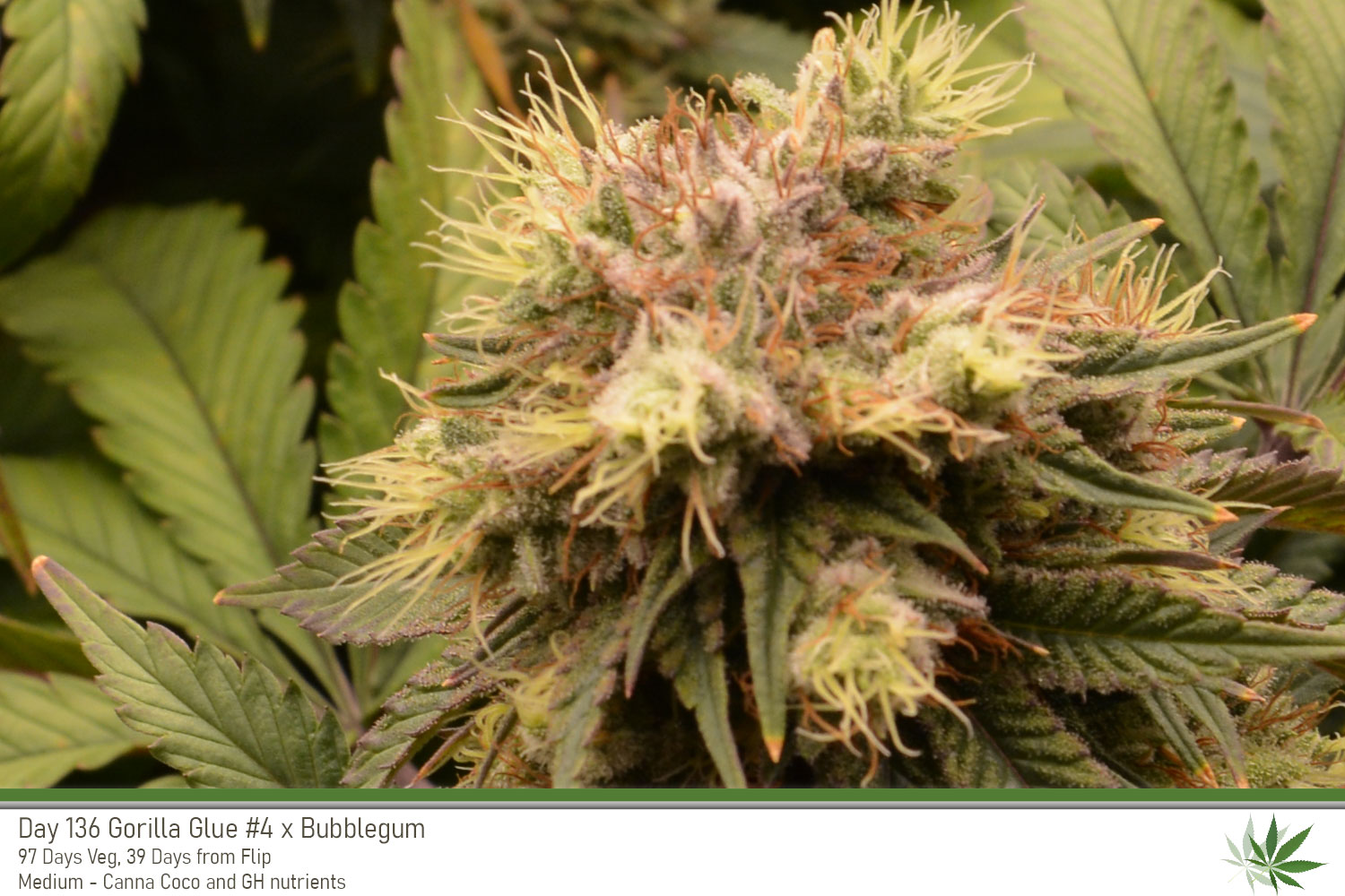 GG4 Day136 bud1
