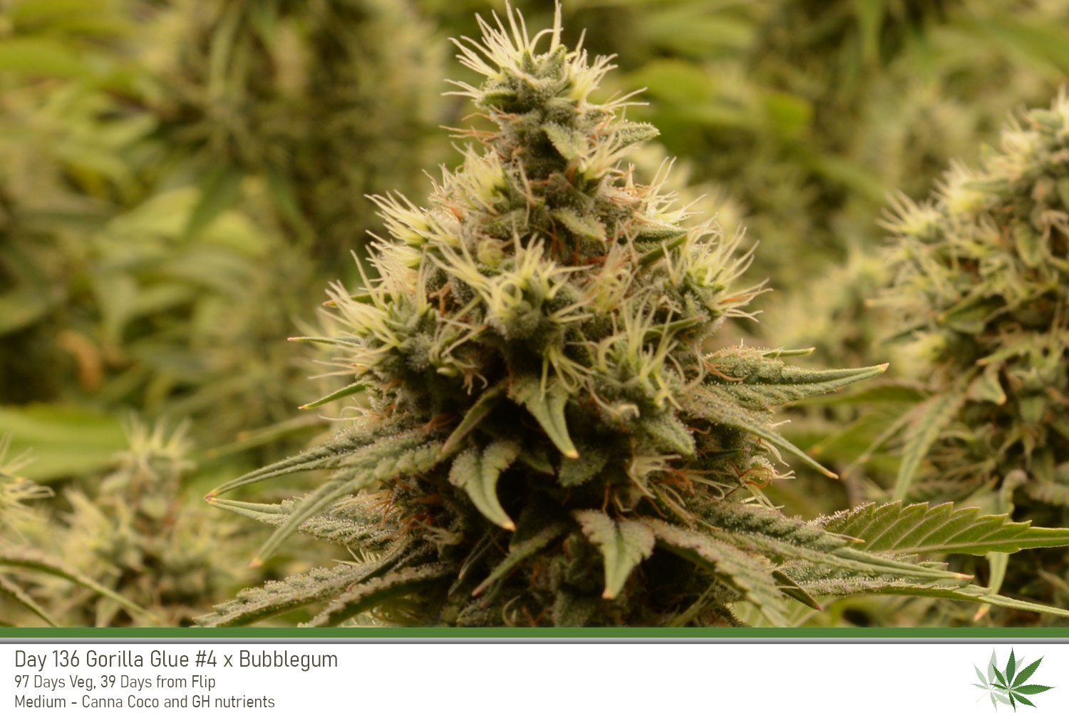 GG4 Day136 bud2