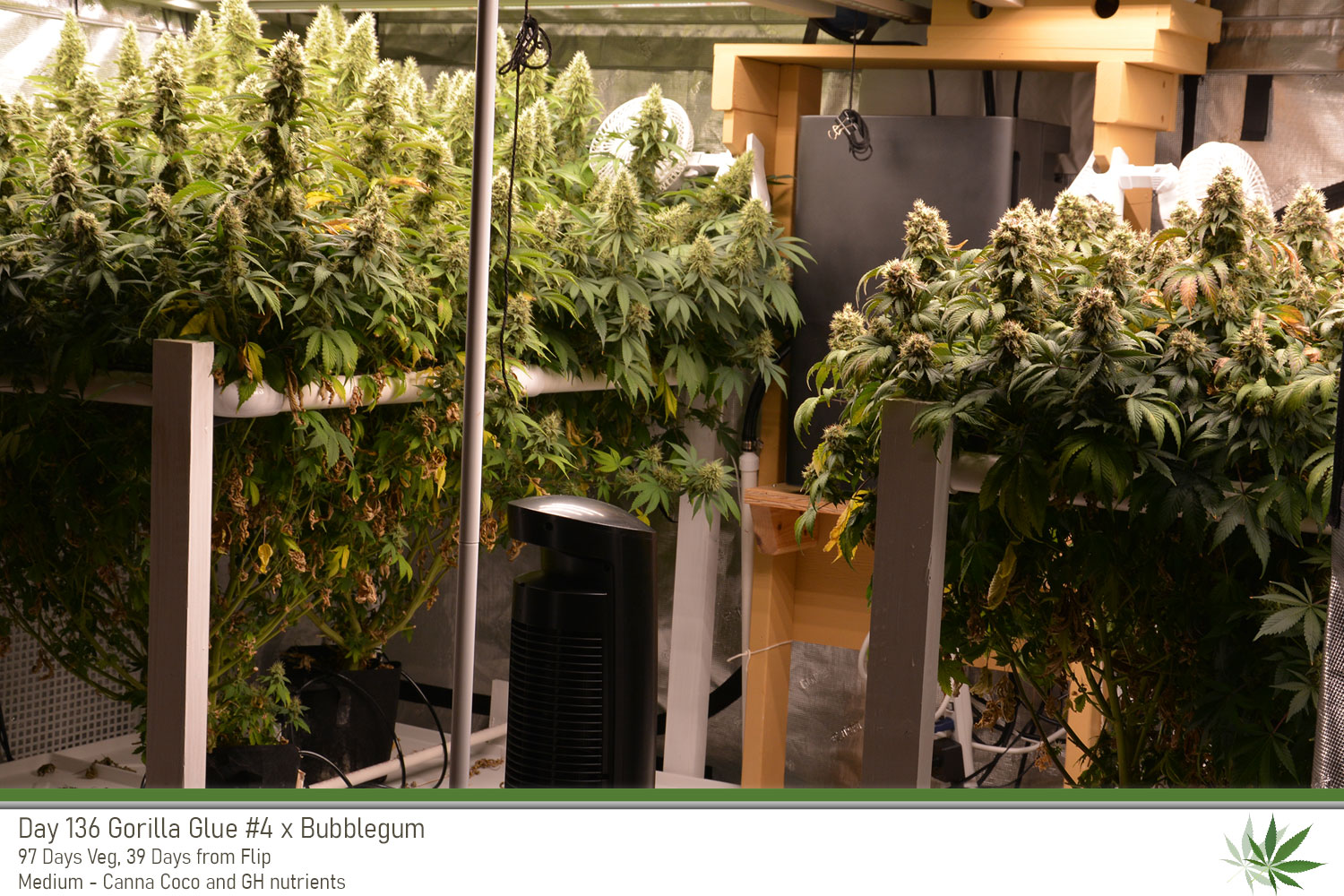 GG4 Day136 fullview