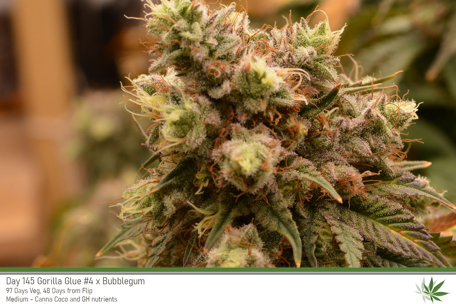 GG4 Day145 bud1