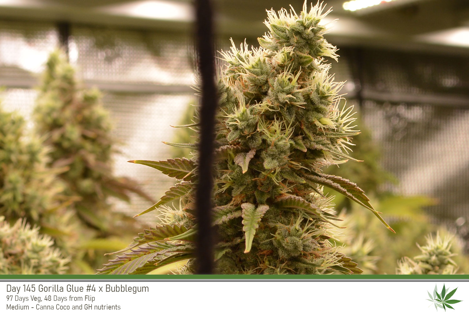 GG4 Day145 bud2