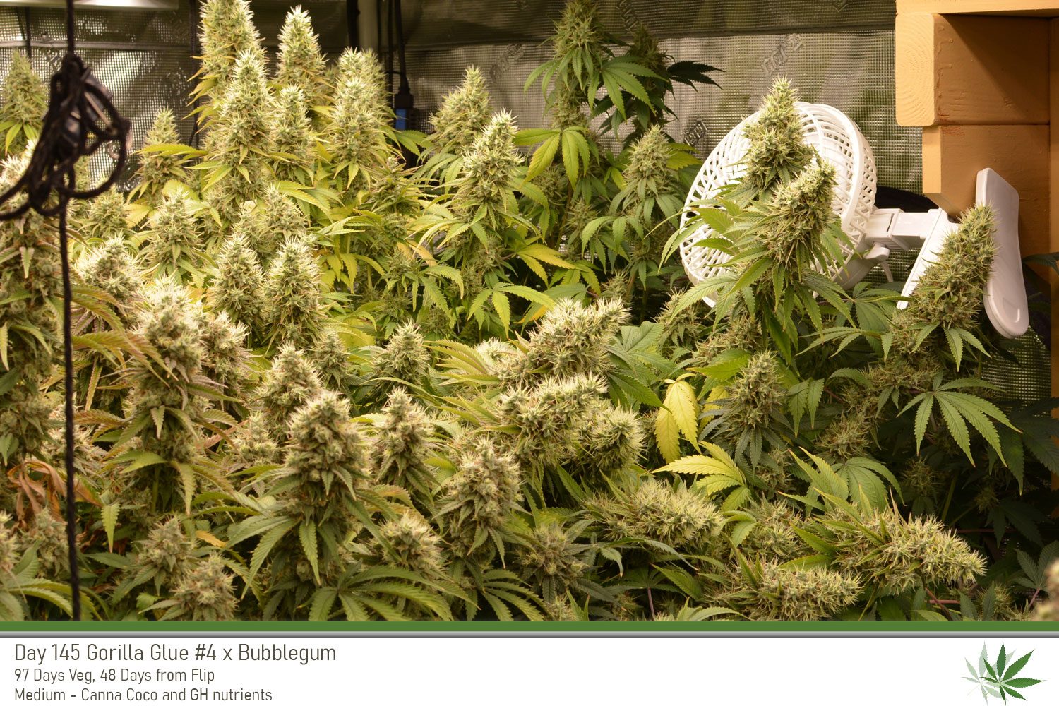 GG4 Day145 fullview
