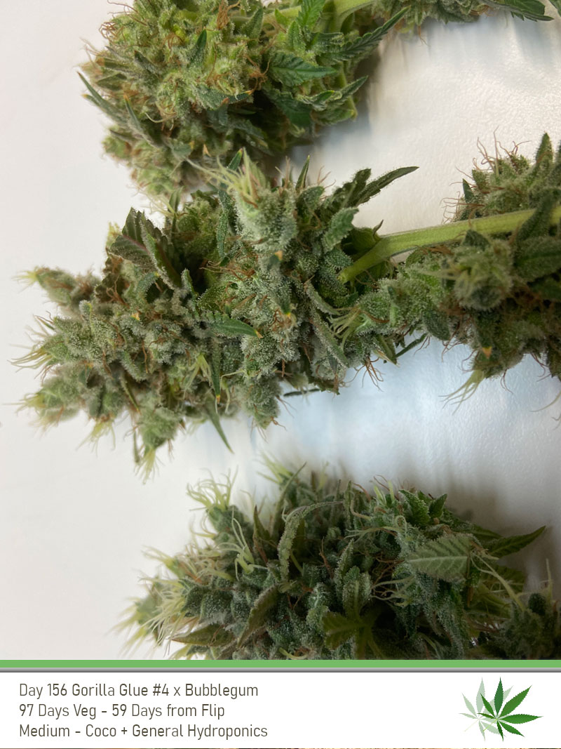 GG4 Day156 3Buds