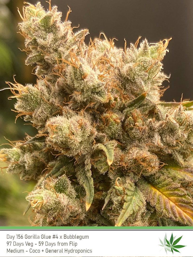 GG4 Day156 bud1