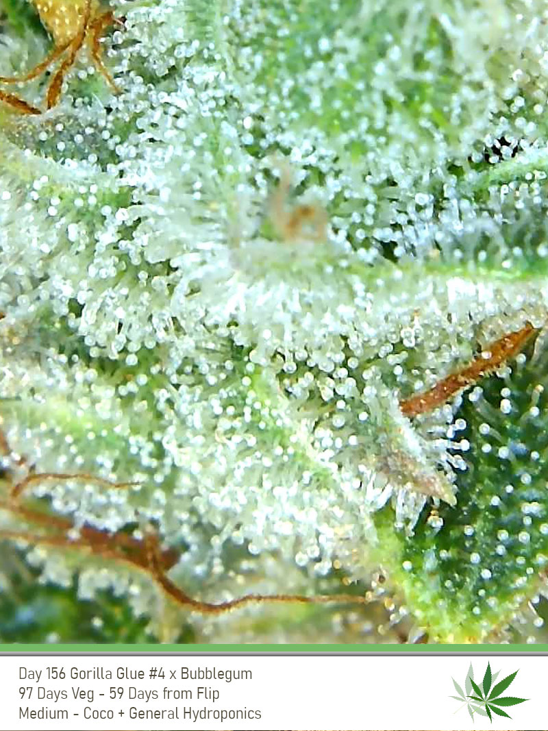 GG4 Day156 trichs