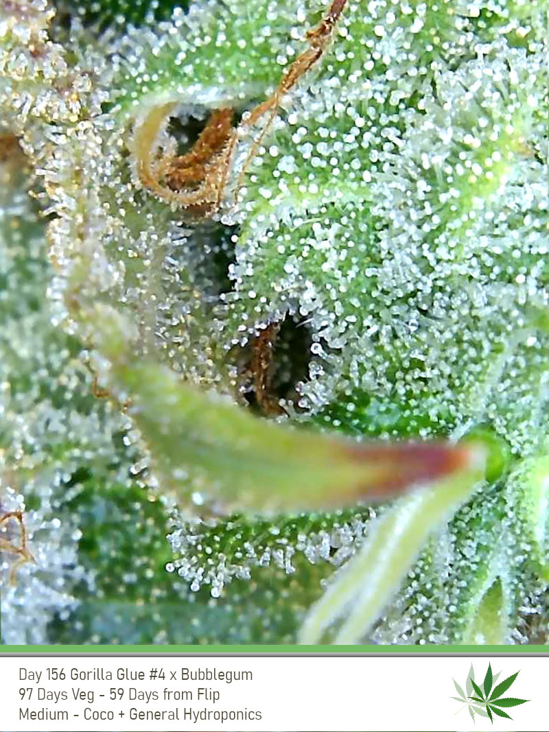 GG4 Day156 trichs2