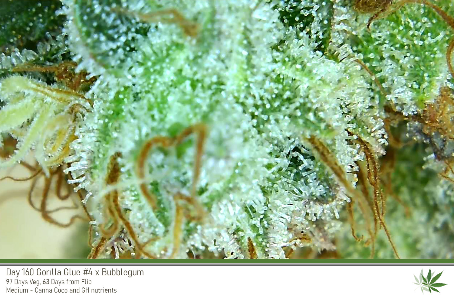 GG4 Day160 trichs1