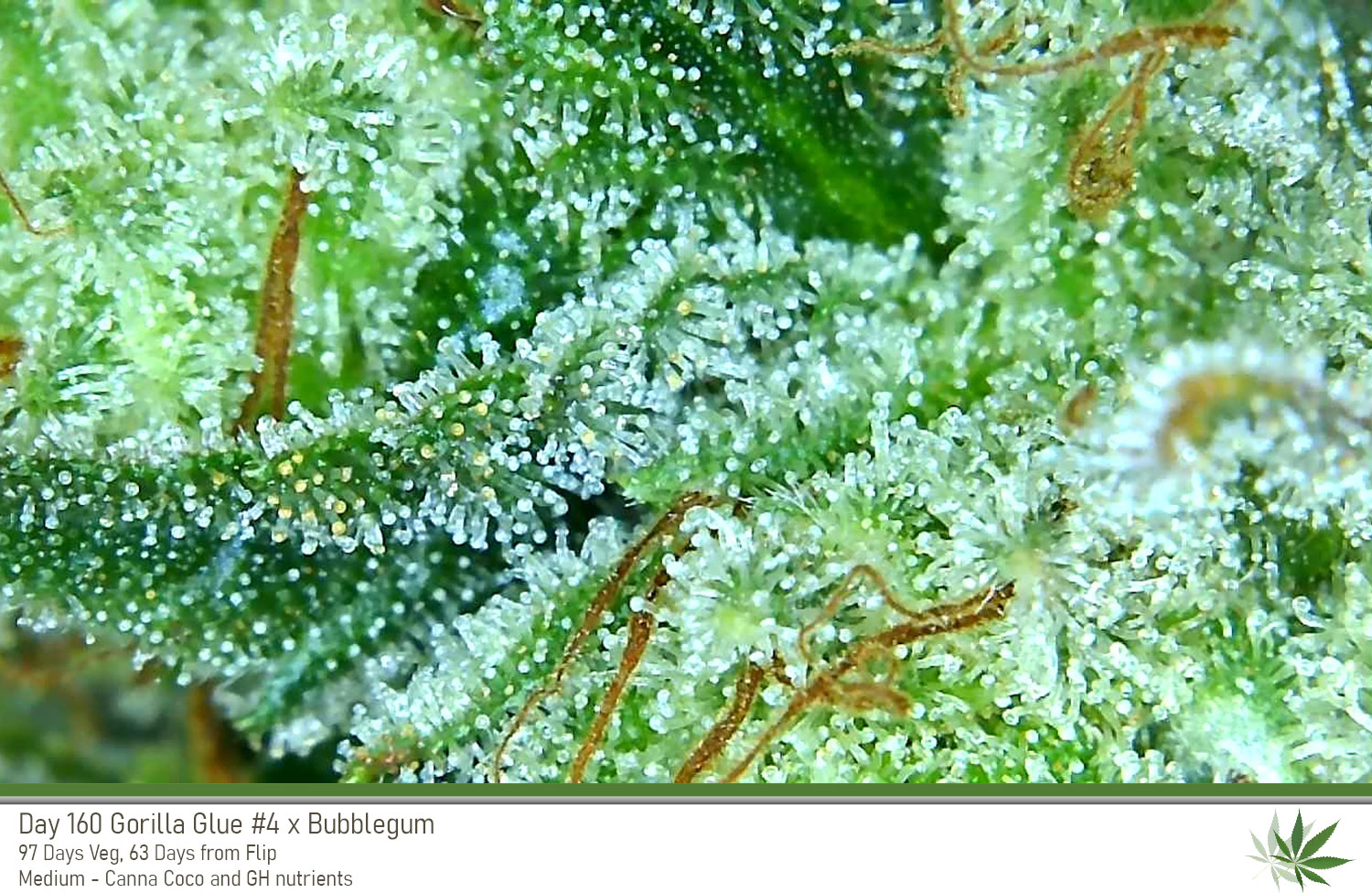 GG4 Day160 trichs2