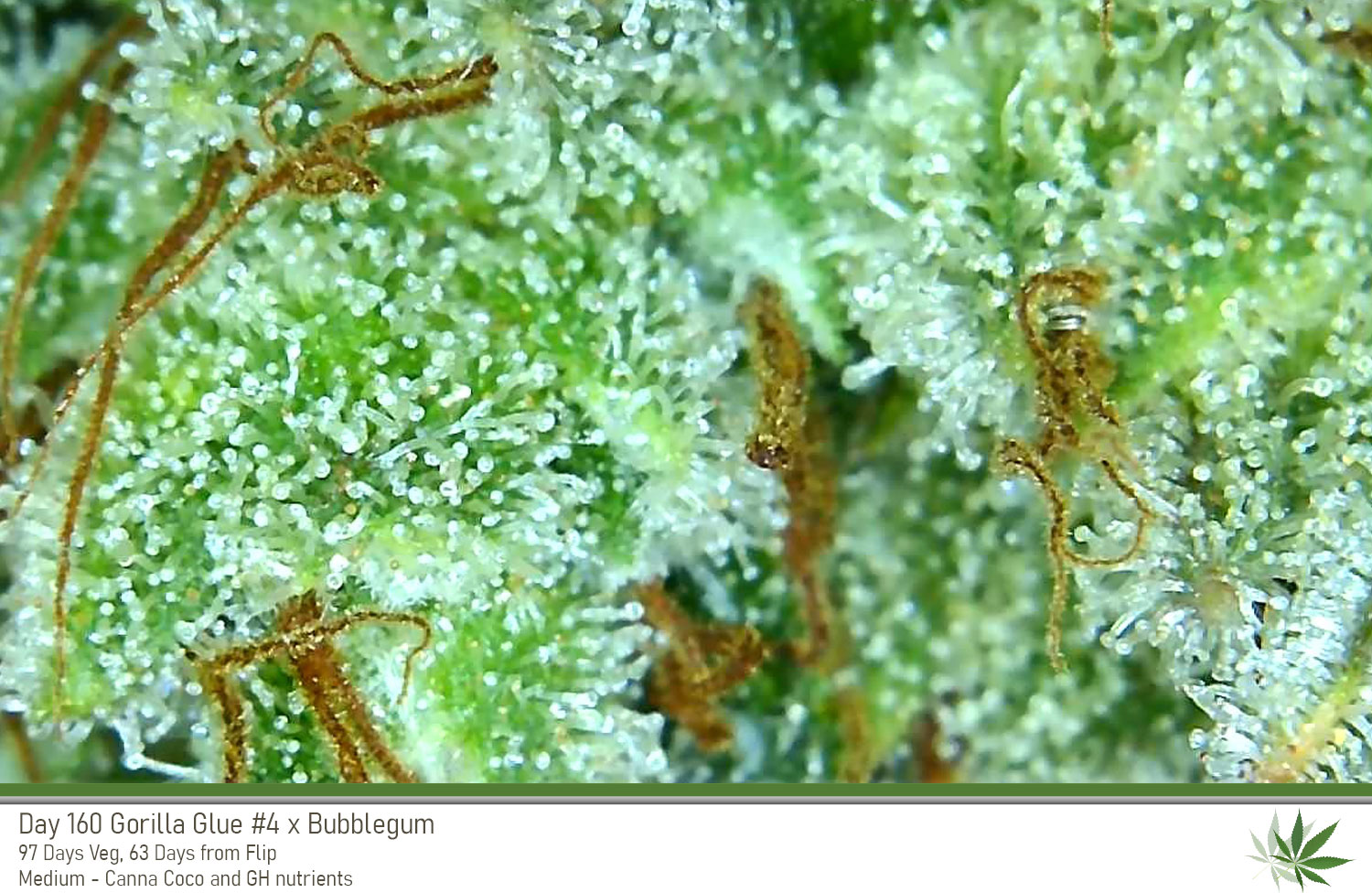 GG4 Day160 trichs3
