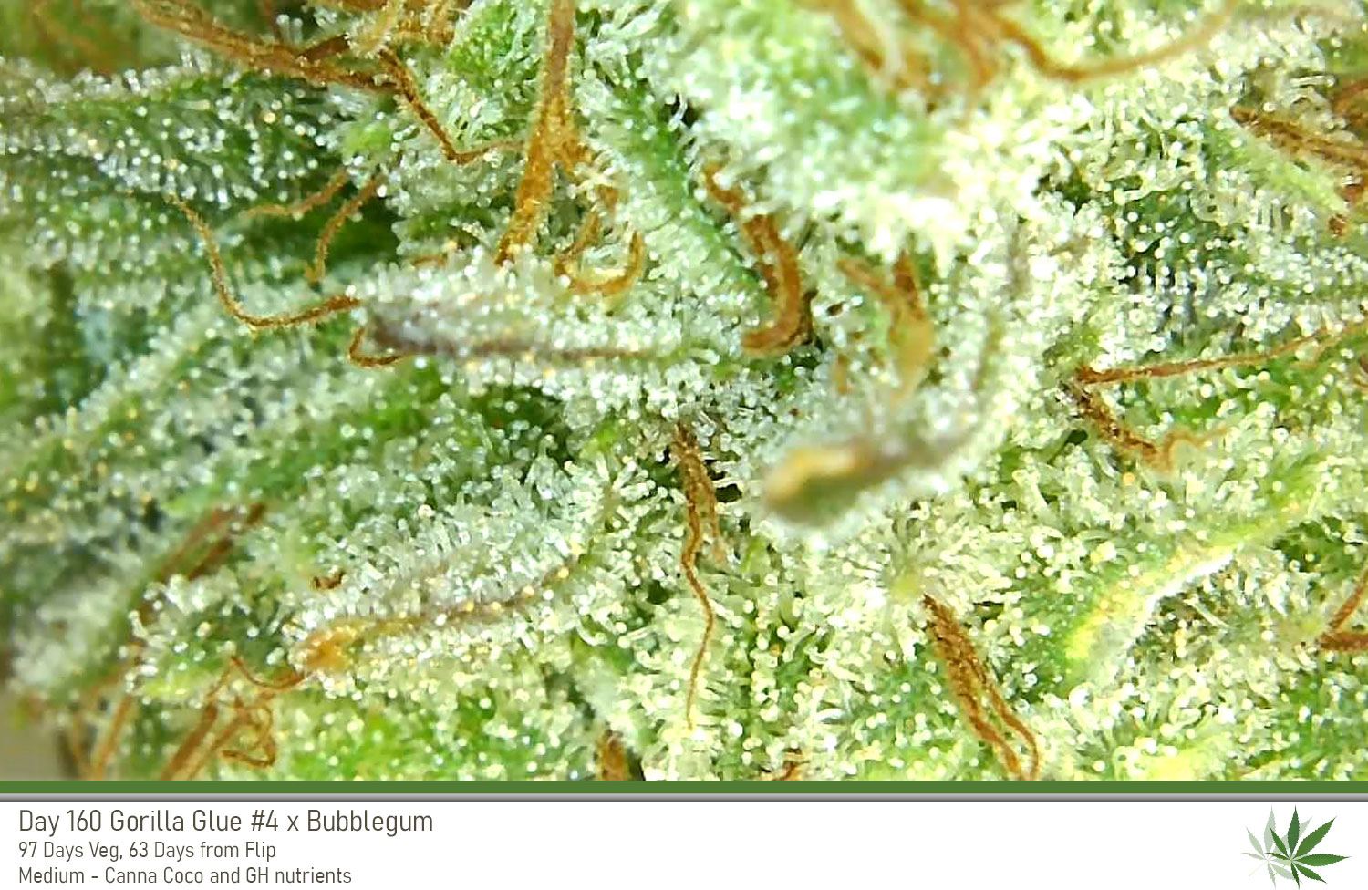 GG4 Day160 trichs4