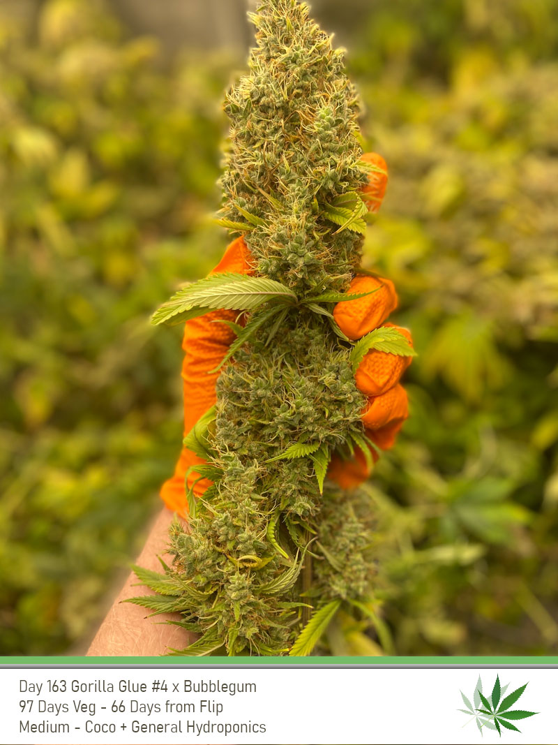 GG4 Day163 Bud1