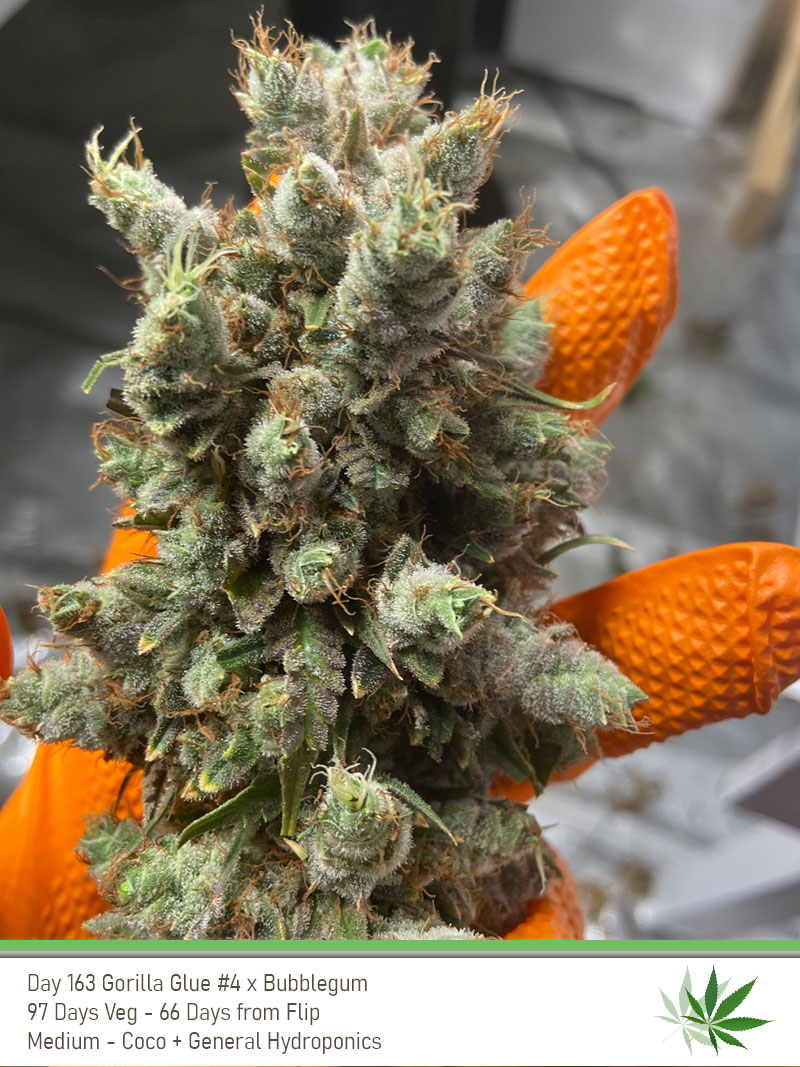 GG4 Day163 Bud2