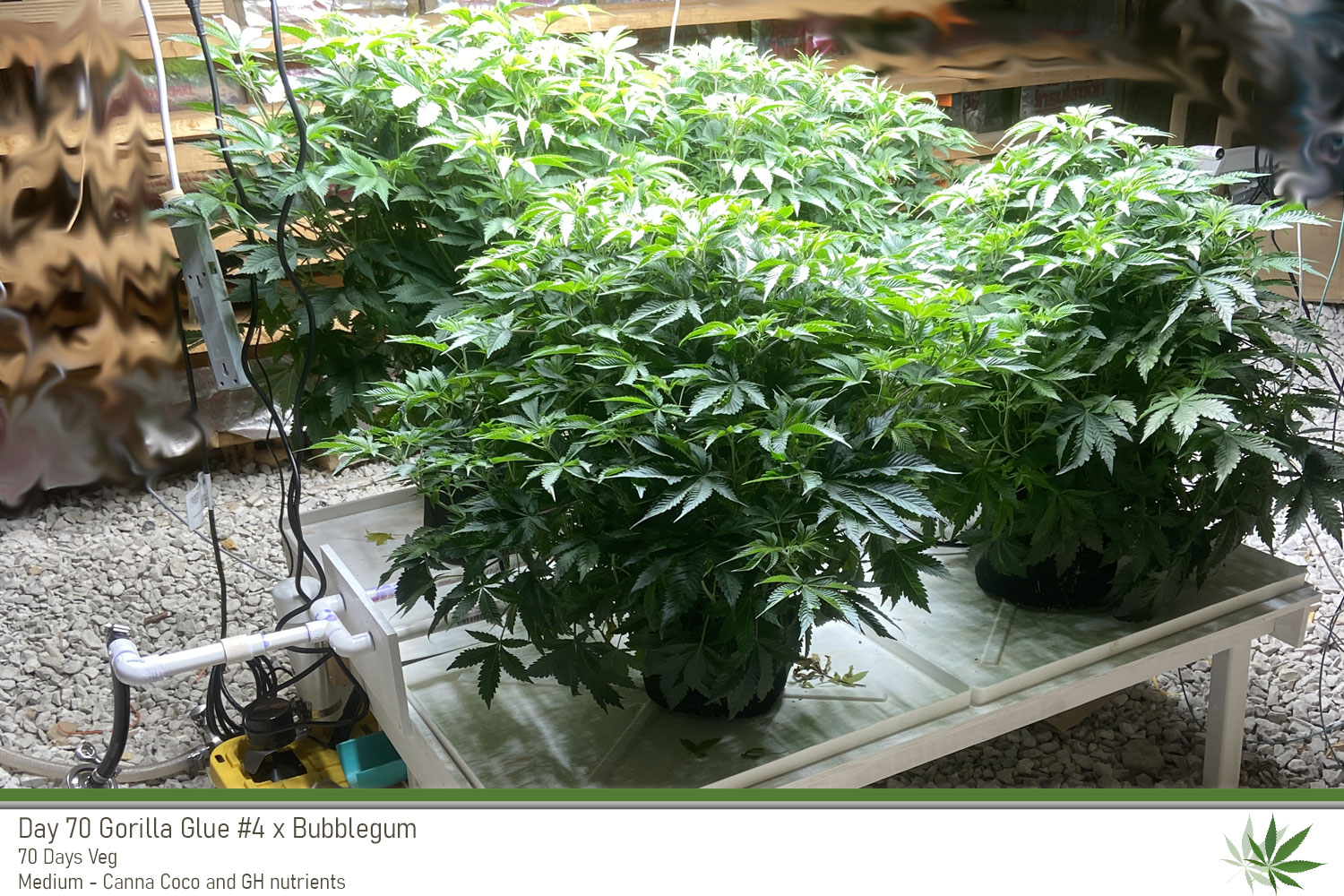 GG4 Day70
