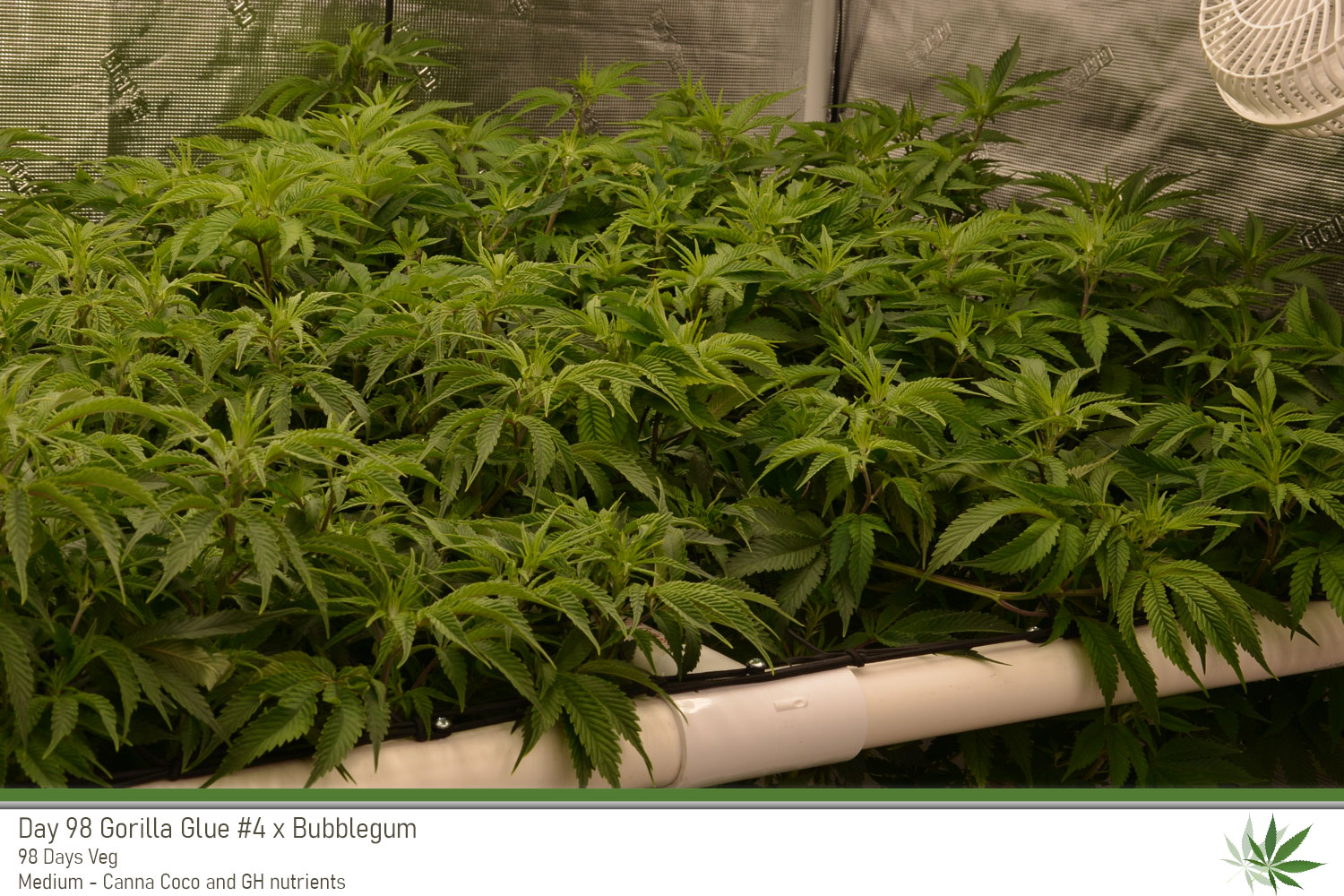 GG4 Day98a