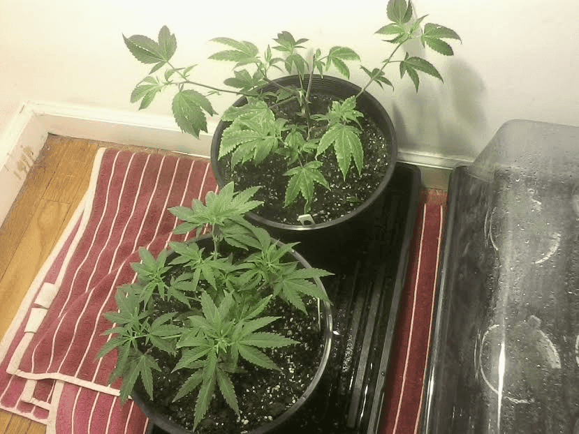 GG4after4clonestaken1228