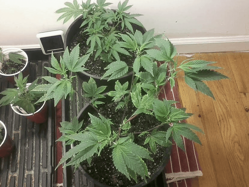 Gg4andcherrypie
