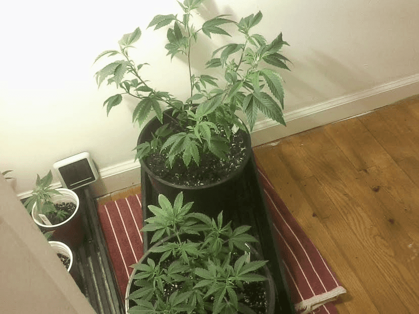 GG4andCherryPie1228same repot