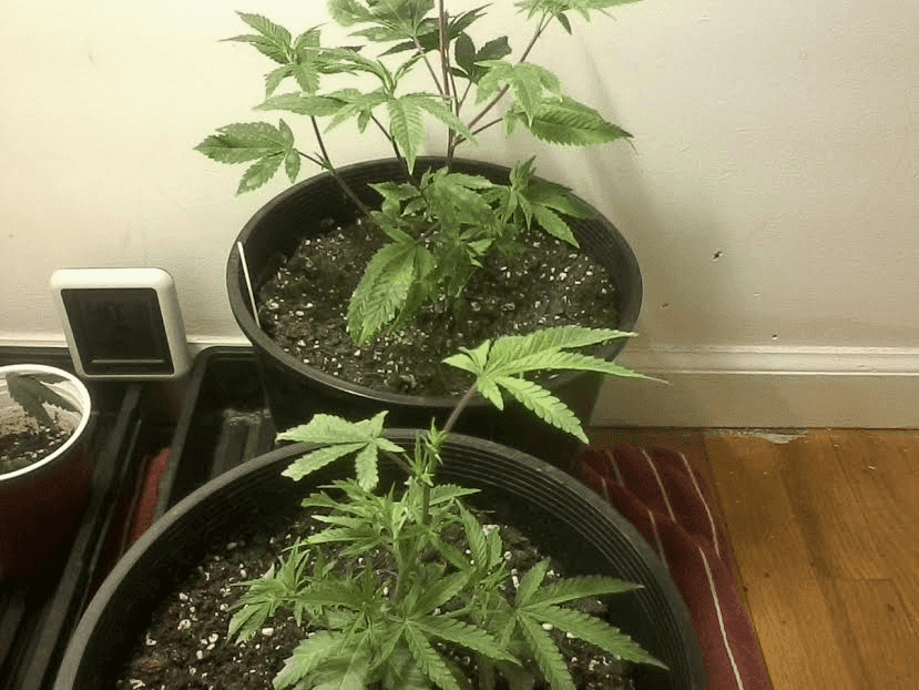 Gg4andfptopped
