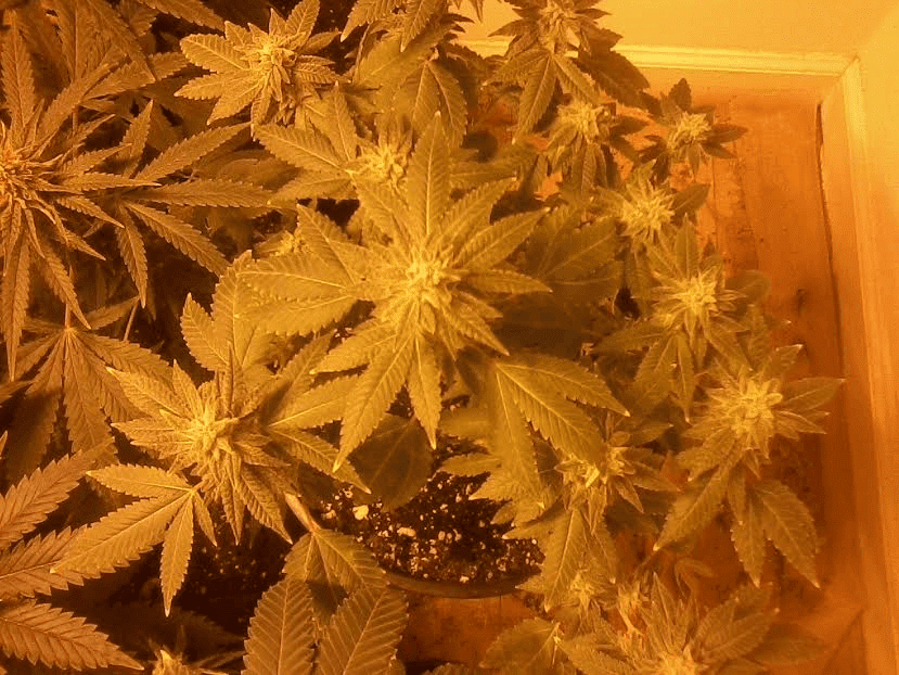 Gg4bloomadpollen1228