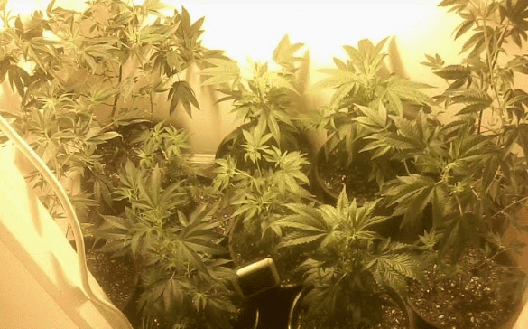 Gg4cpbmrmhflp4dys81117