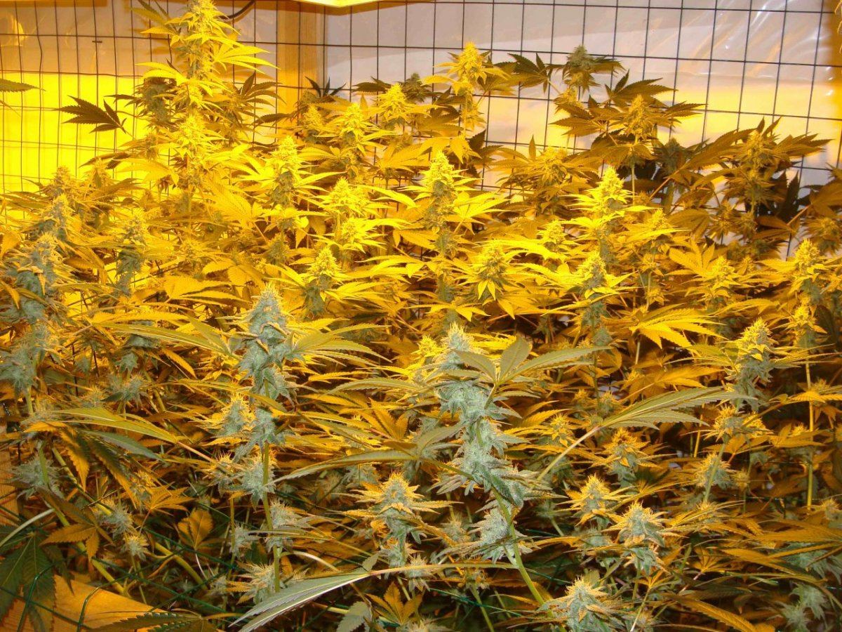Gg4day35
