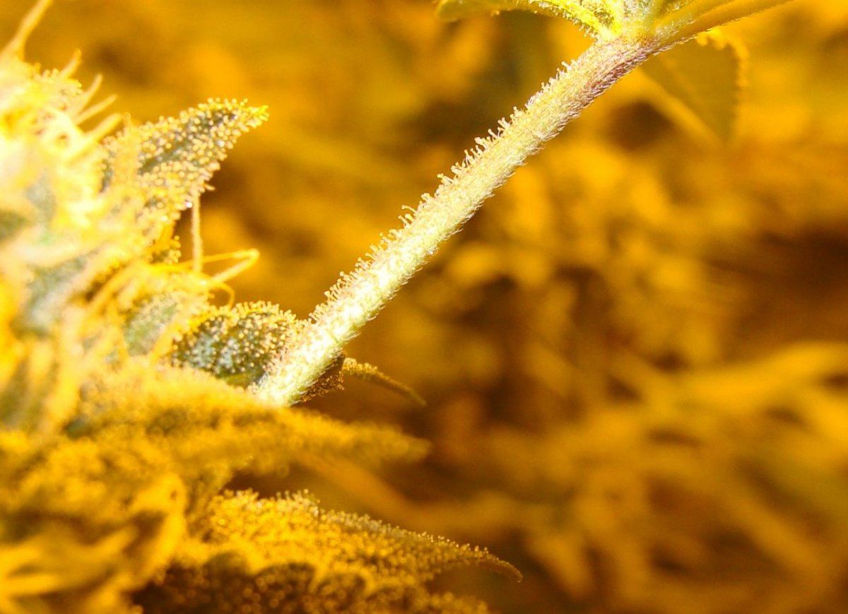 Gg4day35detail