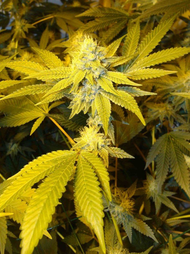 Gg4day35detailii