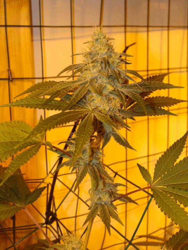 Gg4day35detailiii