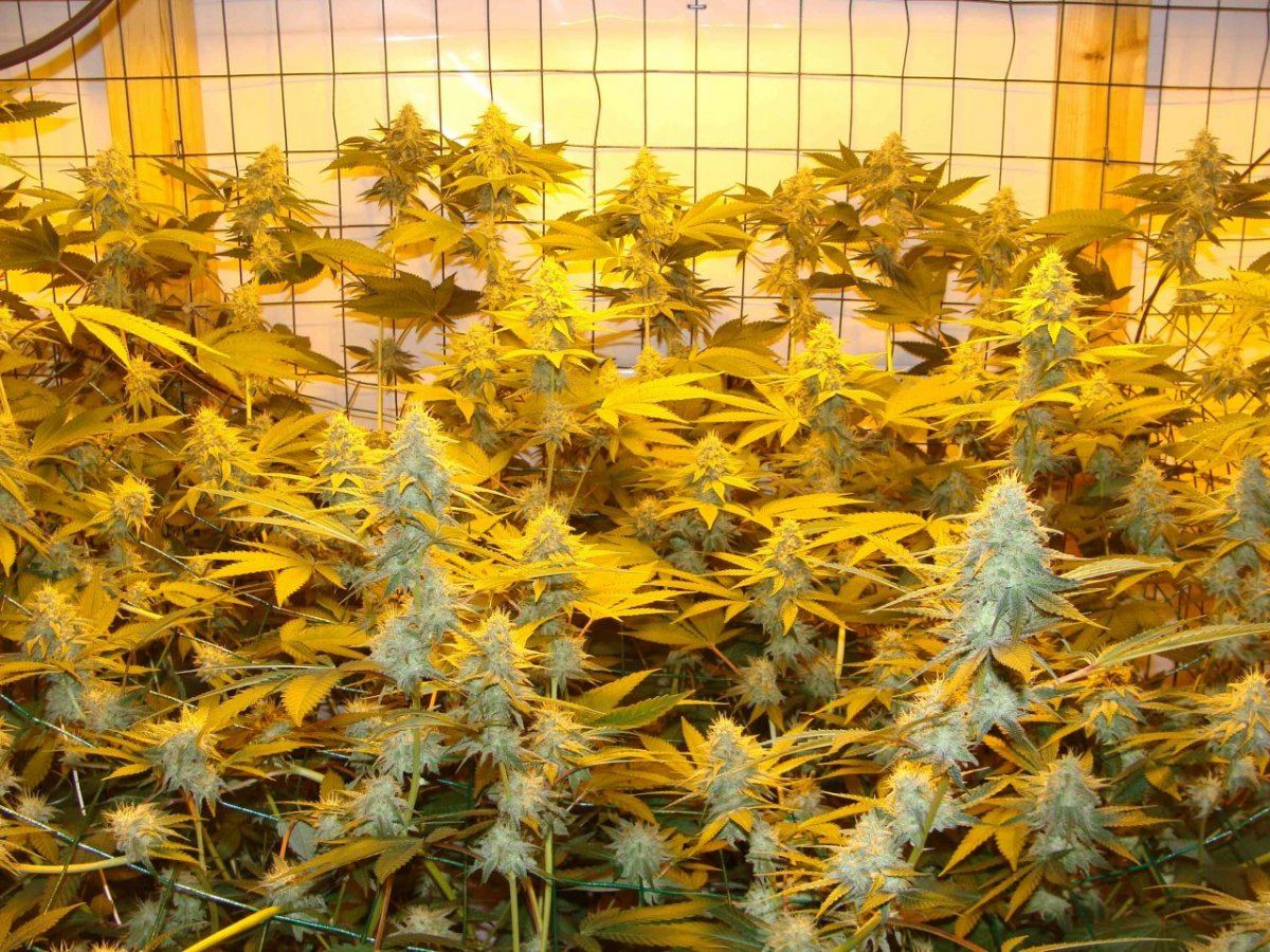 Gg4day35ii