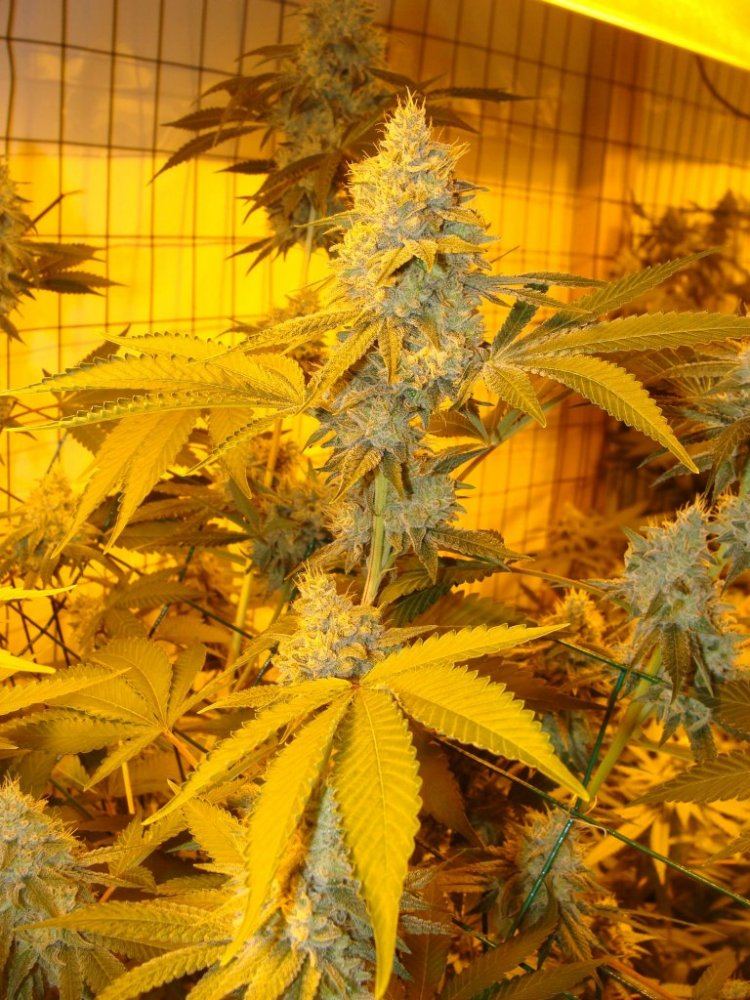Gg4day44