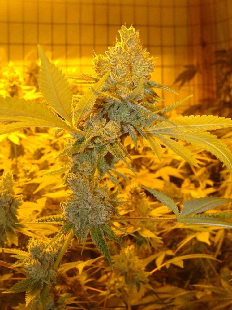 Gg4day58