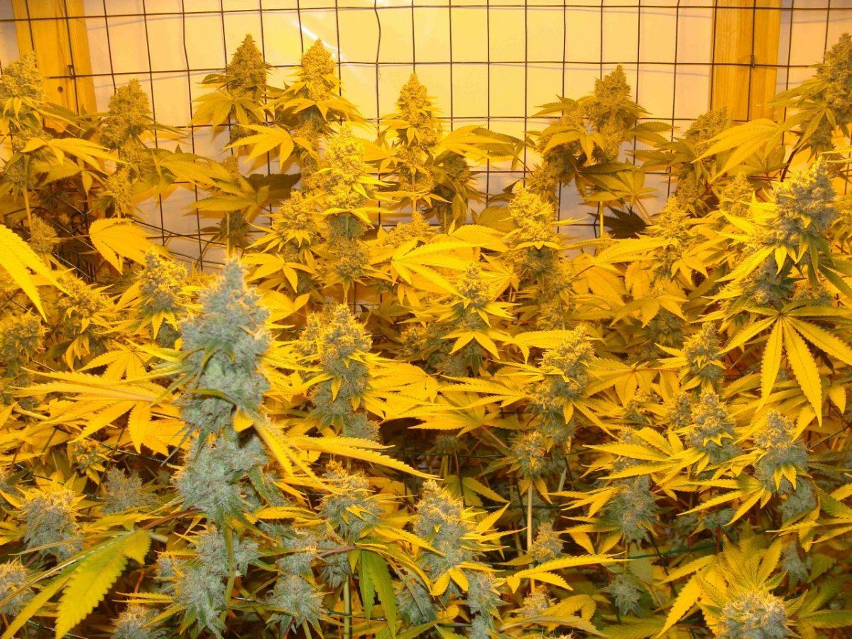 Gg4day58ii