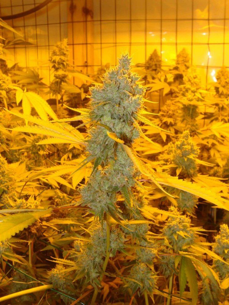 Gg4day58iii