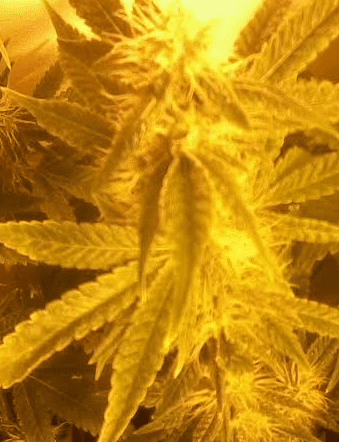 Gg4fixed