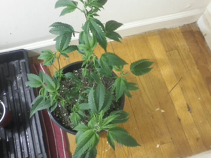 GG4goinbloom1717