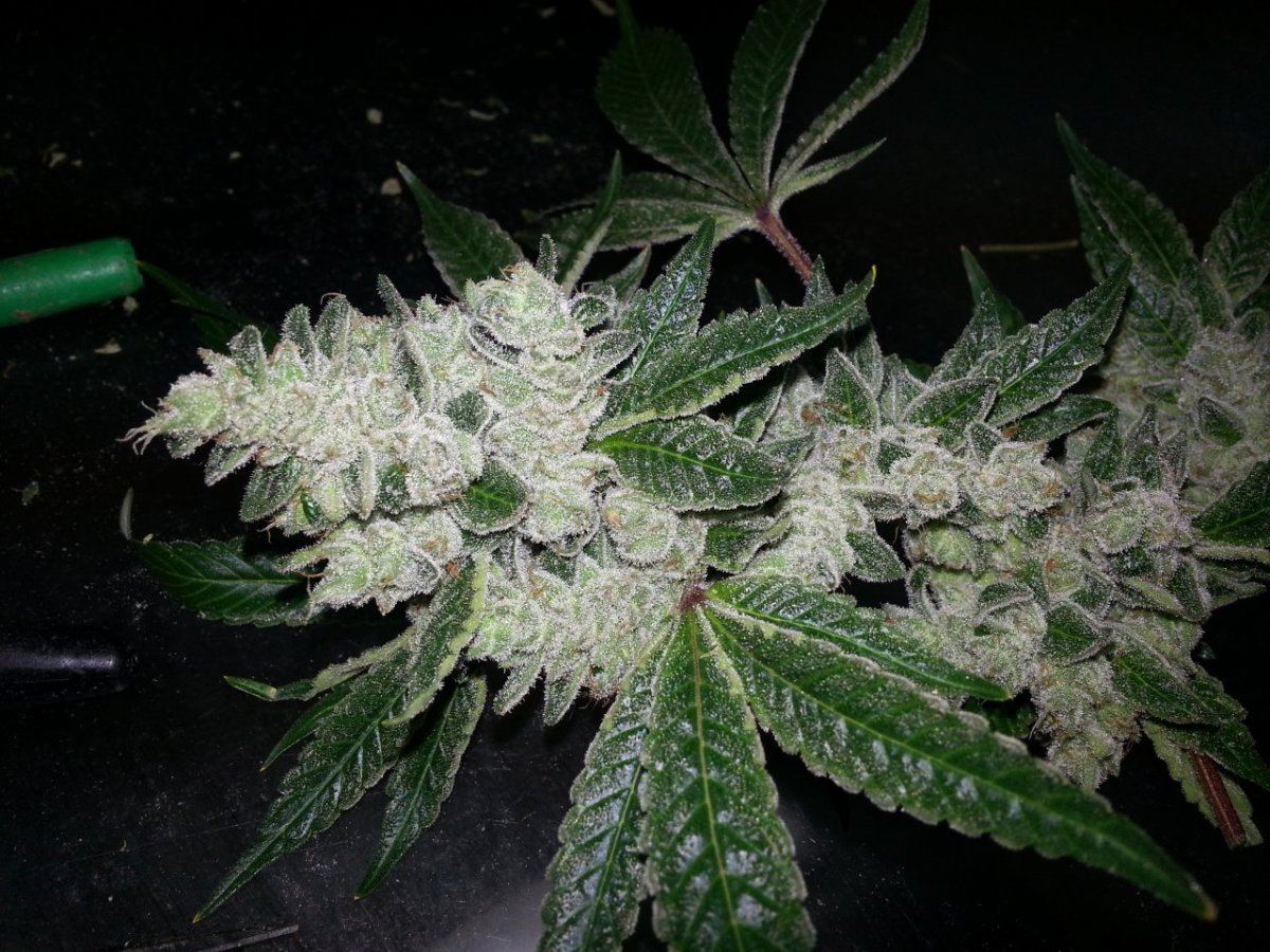 Gg4harvest