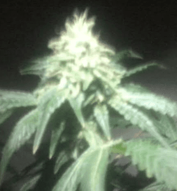 Gg4hithypercherrypie43days121217