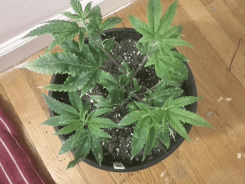 GG4repottedandtopped