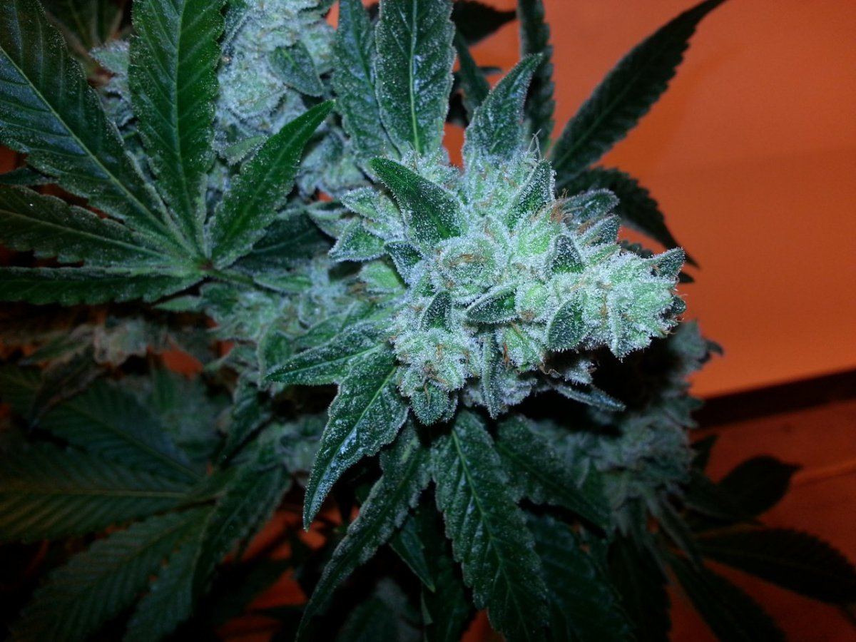 Gg4wk9