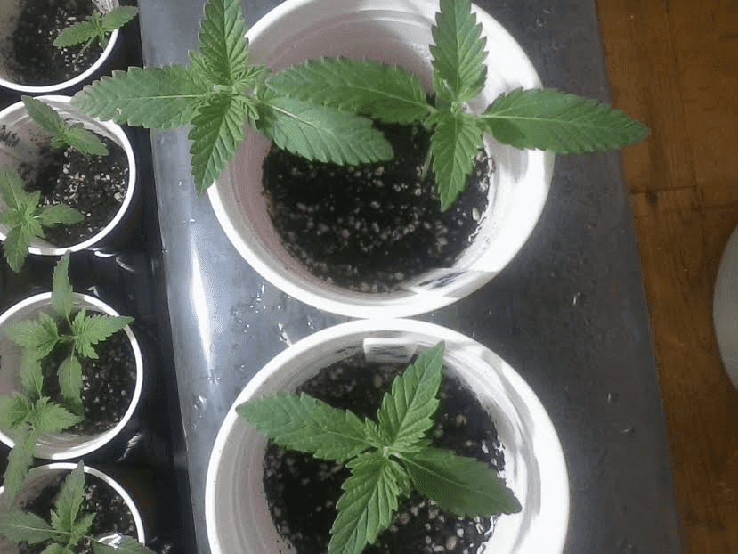 GG4xCADxC992417