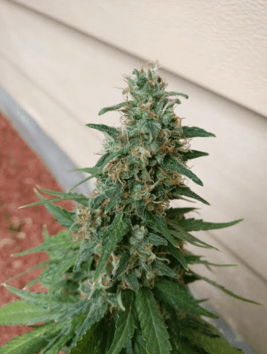 Gg4xhypercherrypiehouser3