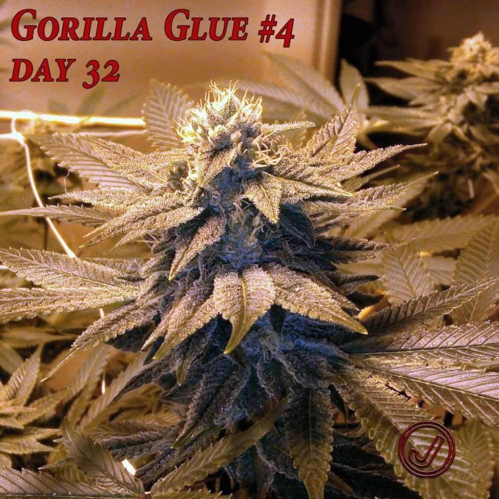 Gg 32