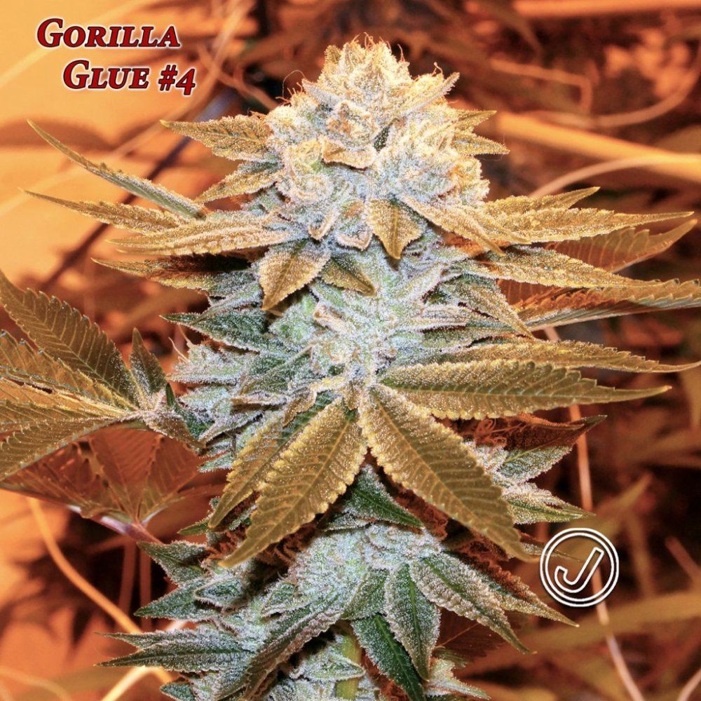 Gg 50