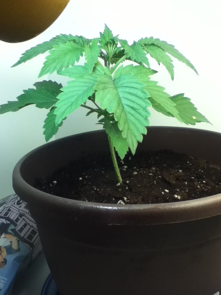 GGC 3