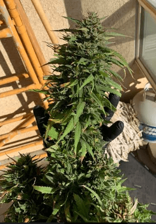 Ggdeahbykushhyper4101319