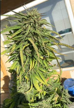 Ggdeathbykush1101319
